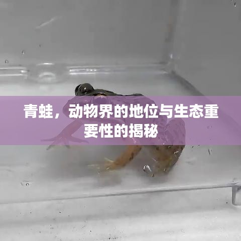 青蛙，動物界的地位與生態(tài)重要性的揭秘