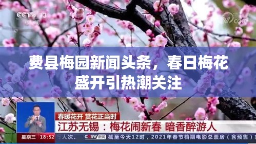 費縣梅園新聞頭條，春日梅花盛開引熱潮關注