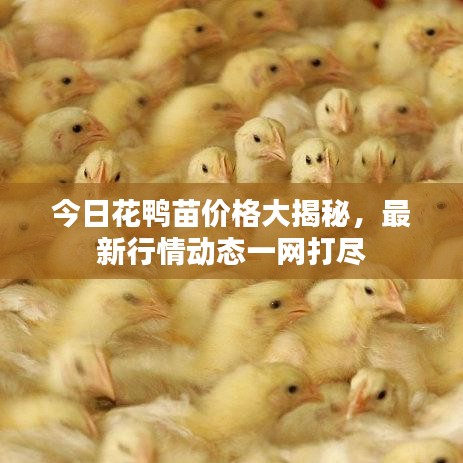 今日花鴨苗價格大揭秘，最新行情動態一網打盡