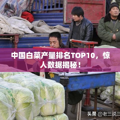 中國白菜產量排名TOP10，驚人數據揭秘！