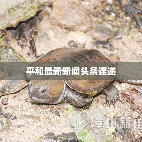 平和最新新聞頭條速遞