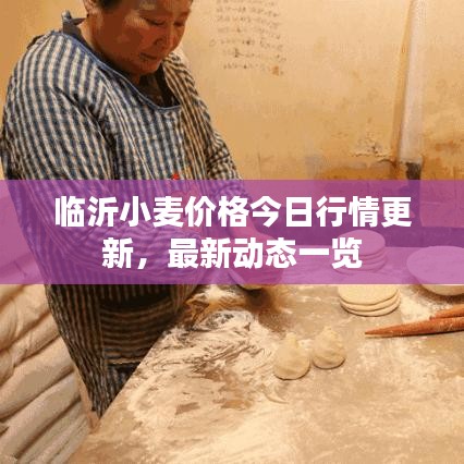 臨沂小麥價格今日行情更新，最新動態(tài)一覽
