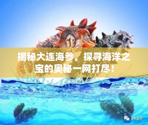 揭秘大連海參，探尋海洋之寶的奧秘一網打盡！