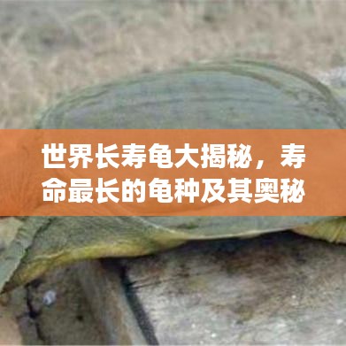 世界長(zhǎng)壽龜大揭秘，壽命最長(zhǎng)的龜種及其奧秘排行榜！
