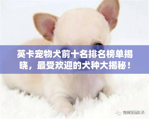 英卡寵物犬前十名排名榜單揭曉，最受歡迎的犬種大揭秘！