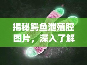 揭秘鱷魚泄殖腔圖片，深入了解鱷魚生殖系統的奧秘