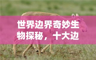 世界邊界奇妙生物探秘，十大邊界動物排名！