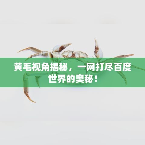 黃毛視角揭秘，一網(wǎng)打盡百度世界的奧秘！