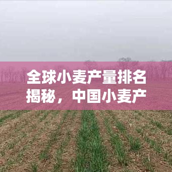 全球小麥產量排名揭秘，中國小麥產業的顯赫地位