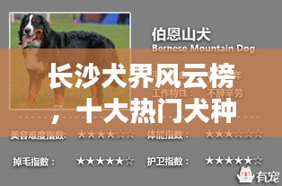 長沙犬界風云榜，十大熱門犬種盤點！
