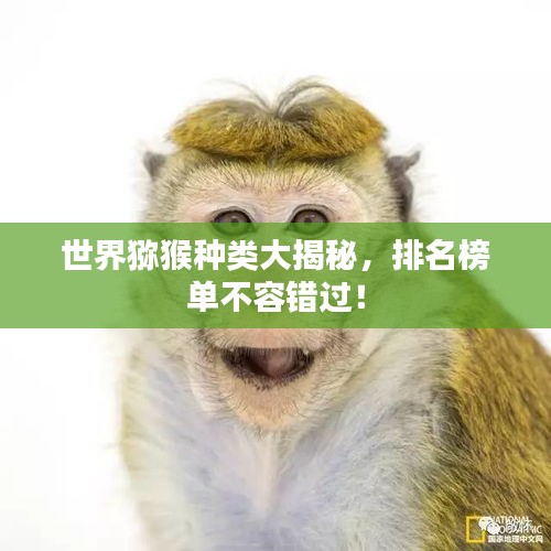 世界獼猴種類大揭秘，排名榜單不容錯(cuò)過(guò)！