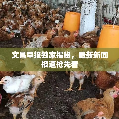 文昌早報獨家揭秘，最新新聞報道搶先看