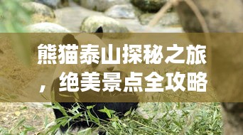 熊貓泰山探秘之旅，絕美景點全攻略！