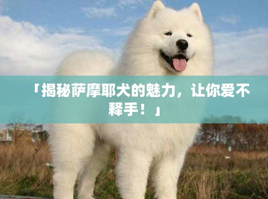 「揭秘薩摩耶犬的魅力，讓你愛不釋手！」