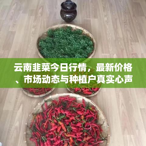云南韭菜今日行情，最新價格、市場動態(tài)與種植戶真實心聲揭秘