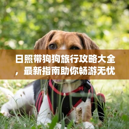 日照帶狗狗旅行攻略大全，最新指南助你暢游無(wú)憂！