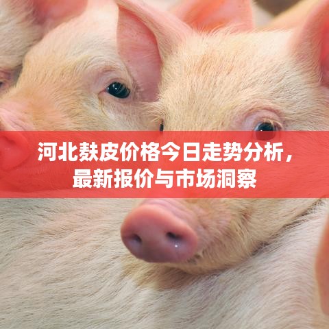 河北麩皮價格今日走勢分析，最新報價與市場洞察