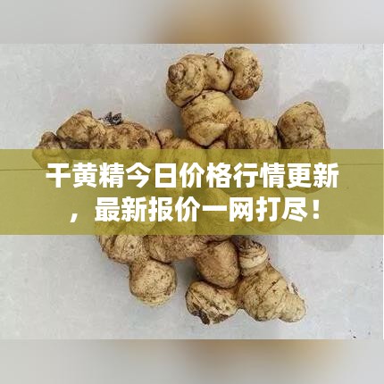 干黃精今日價格行情更新，最新報價一網打盡！