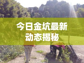 今日金坑最新動態揭秘