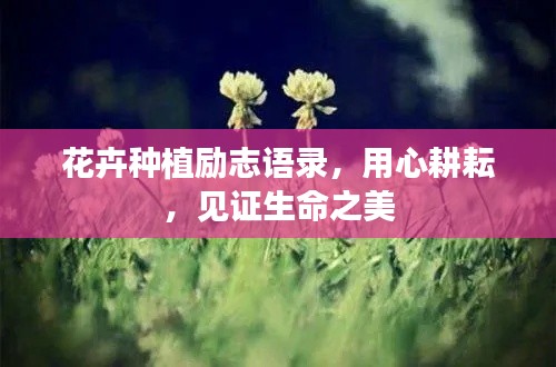 采椽不斫