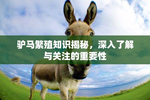 驢馬繁殖知識揭秘，深入了解與關注的重要性