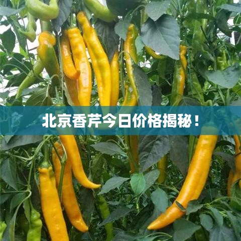小家碧玉