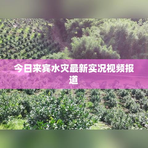 今日來賓水災最新實況視頻報道