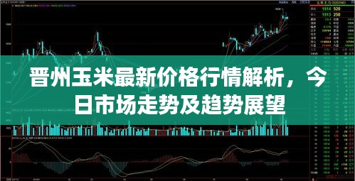 晉州玉米最新價(jià)格行情解析，今日市場走勢及趨勢展望