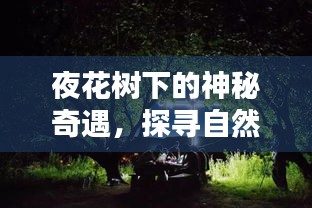 夜花樹下的神秘奇遇，探尋自然之美的奧秘（百度收錄）