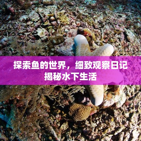 探索魚(yú)的世界，細(xì)致觀察日記揭秘水下生活