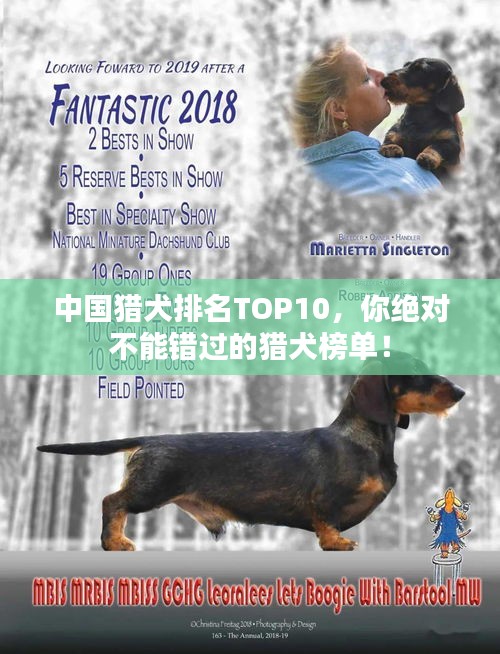 中國獵犬排名TOP10，你絕對不能錯過的獵犬榜單！